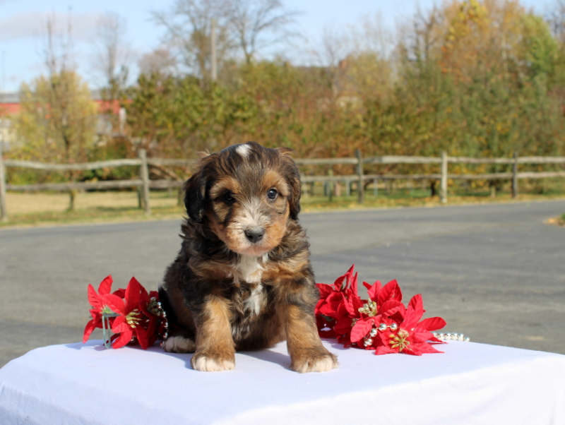 puppy, for, sale, Mini Bernedoodle F2, Matthew B. Stoltzfus, dog, breeder, Gap, PA, dog-breeder, puppy-for-sale, forsale, nearby, find, puppyfind, locator, puppylocator, aca